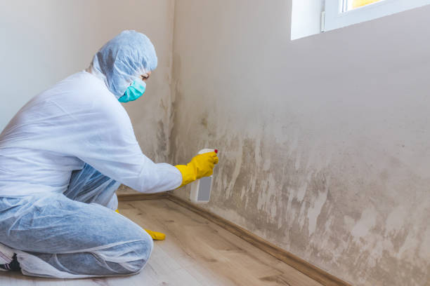 Licensed Attic Mold Remediation service in Tomball, TX - Car Mold Remediation
